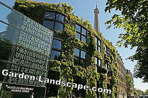 Patrick Blanc: l'art des jardins verticaux