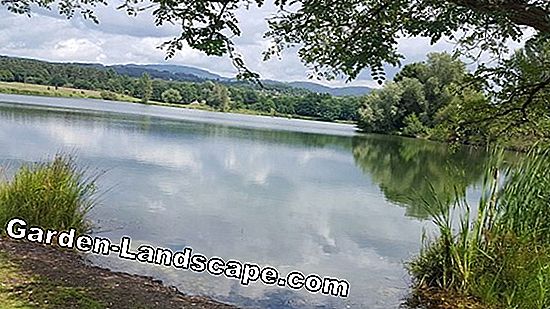 Gardez l'eau de l'étang de jardin claire - au lieu de vert et nuageux