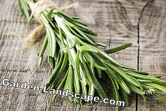 Créer de l'herbe parfumée - des herbes et des plantes appropriées