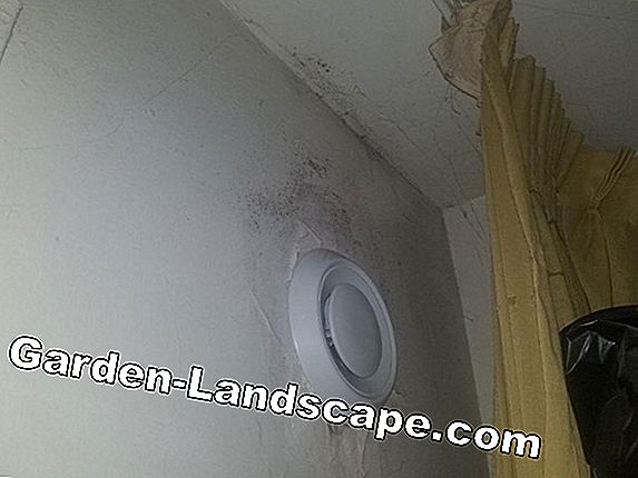 Éliminer les moisissures dans la salle de bain, sur les murs et les plafonds