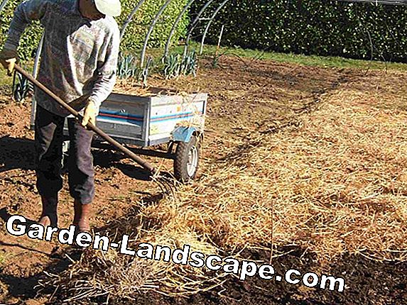 Poireaux, poireaux - culture et soin dans le jardin