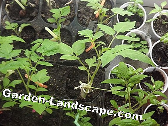 Temps de semis pour les légumes d'automne