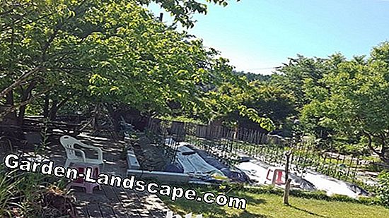 정원 연못: 좋은 수질을위한 팁