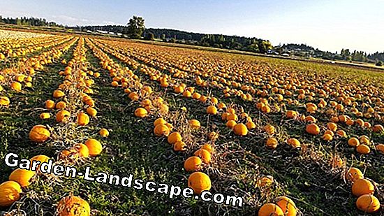 Cultivo de abóbora Hokkaido - semeadura, plantio e cuidado