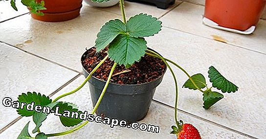 Plantio de túmulos: idéias para o outono