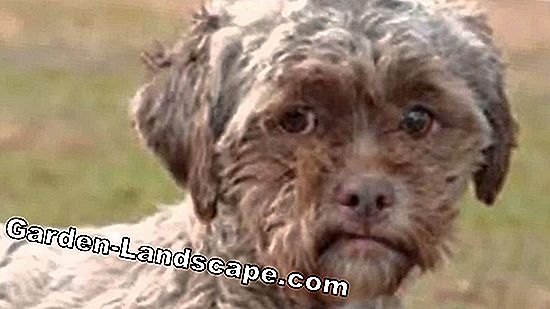 Köpek