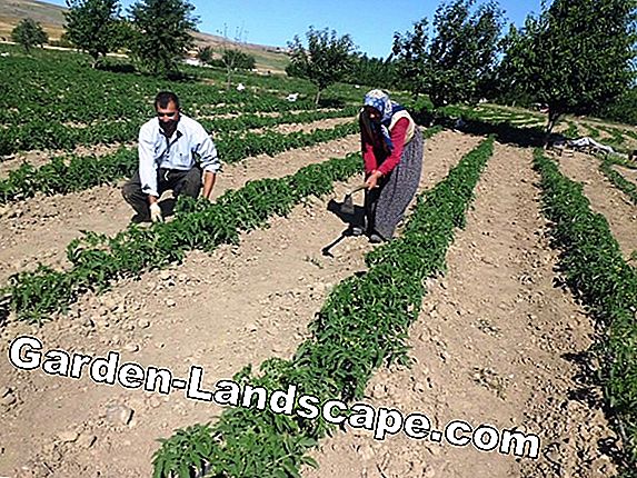 Domates ekimi - Konteyner ekimi için talimatlar ve ipuçları