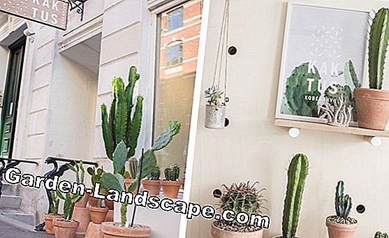2 Conseils d'entretien pour les plantes de balcon