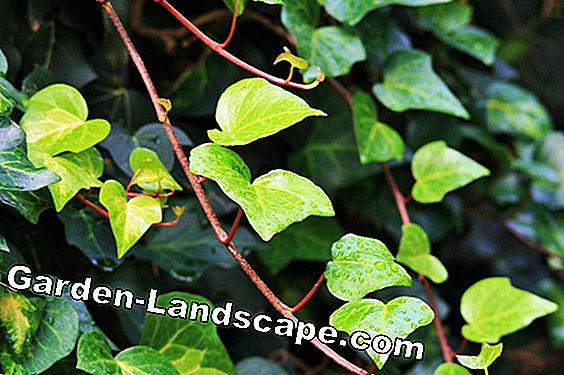 Ivy - Une plante d'escalade classique
