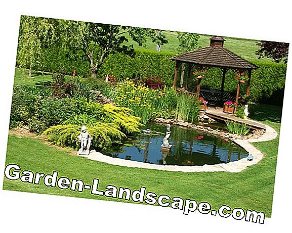 Créer un étang de jardin dans un tonneau - instructions pas à pas