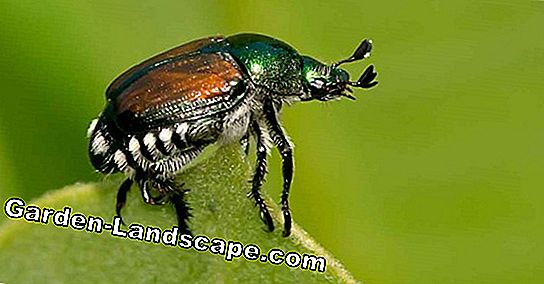 Raspberry Beetle Fight - 3 astuces efficaces présentées