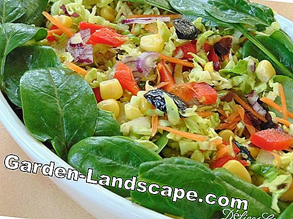 Salade de maïs Valeur nutritive - Les légumes-feuilles sont si sains