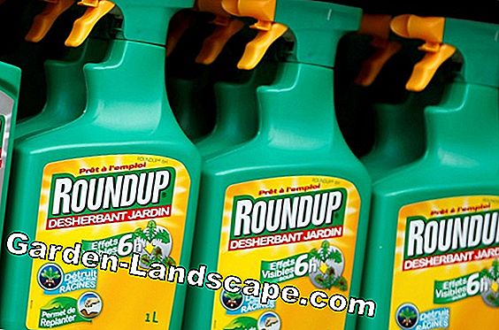 Roundup au glyphosate: herbicide ou poison inoffensif pour la nature et les humains?