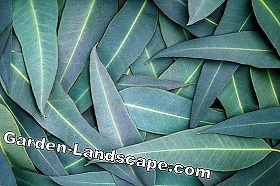 Eucalyptus - plantes, soin et coupe