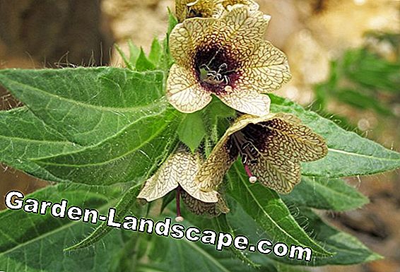 Henbane, Hyoscyamus niger - Soin des plantes