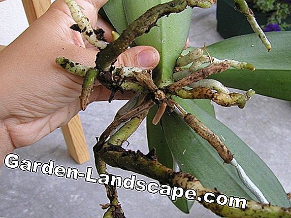 Orchidées Dendrobium - coupant et se propageant à travers des ramifications