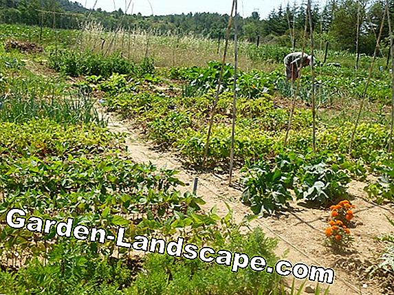 Jardinage en avril - Conseils de jardinage utiles
