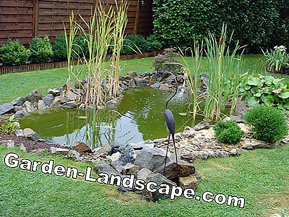 L'eau des étangs de jardin devient verte et trouble - que faire?