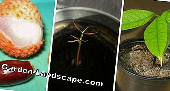 Plantez des nénuphars: Rempotez en 8 étapes et plantez