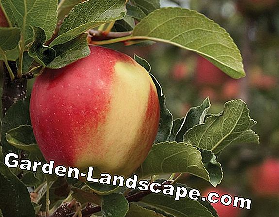 Apple Harvest: 겨울 보관 요령