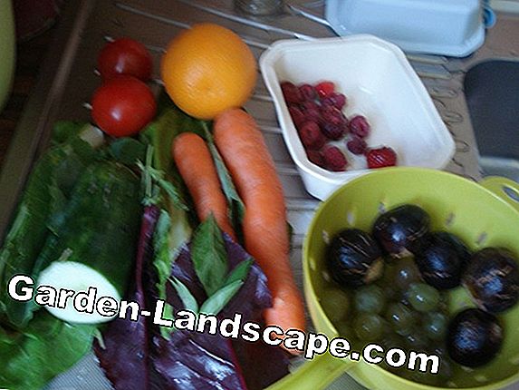 Fruit du jardin - Traitement et recettes