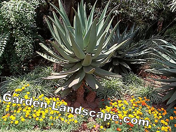 Cape Aloe, Aloe ferox - biljke i njega