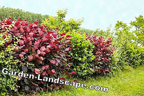 Arbustes à fleurs - 30 variétés rustiques pour les endroits ensoleillés