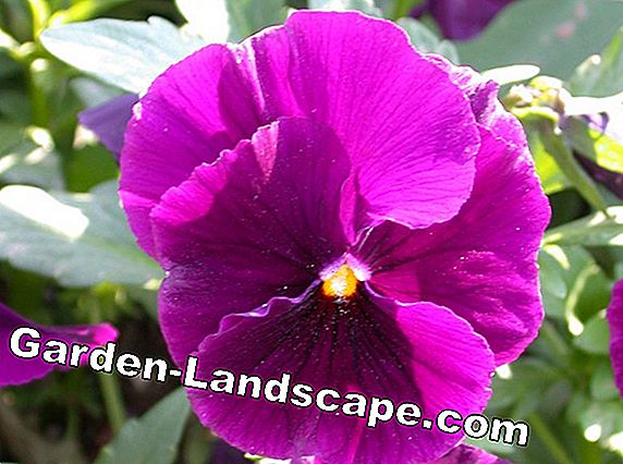 Arbustes de jardin - variétés à fleurs rouges, jaunes, violettes et bleues