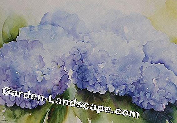 Coloriage bleu des hortensias - Les meilleurs remèdes à la maison pour la coloration