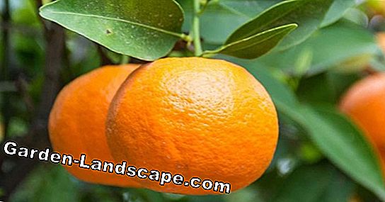 Mandarines - soins pendant l'année, hivernage