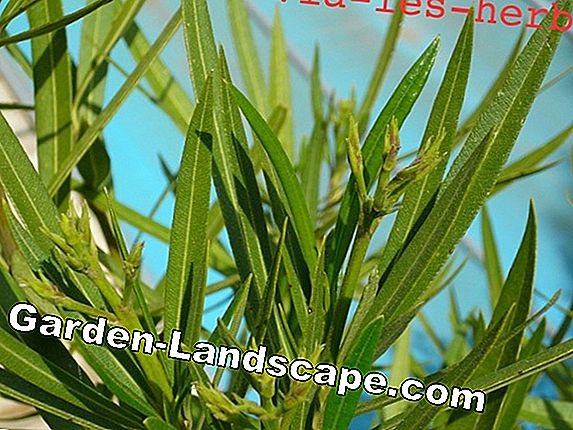 Oleander határidő és utasítások