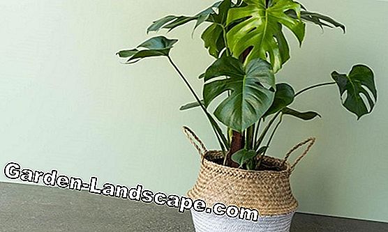 Philodendron xanadu - soin et propagation