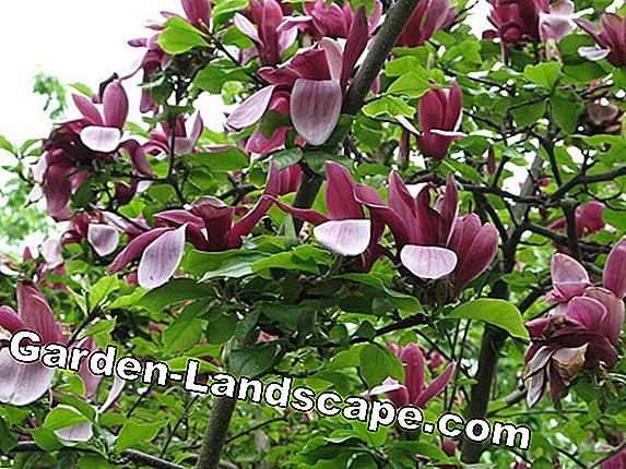 Violet 'Susan', Magnolia liliiflora - Instructions d'entretien