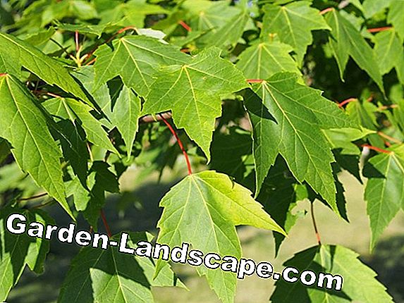 Érable rouge, Acer rubrum - soin et coupe