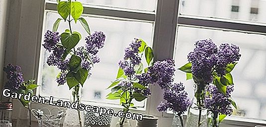 Plantes et fleurs fortement parfumées pour votre jardin et votre appartement
