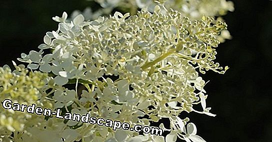 Velours Hortensia, Hydrangea Sargentiana - Soins de A à Z