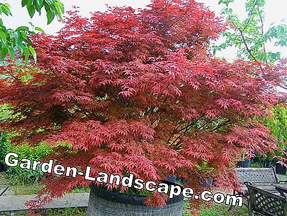 Acer japonicum, érable du Japon - plantation et découpage