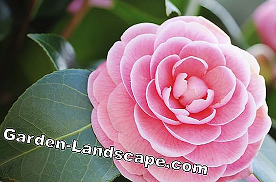 Camellias - vrlo su zahtjevne