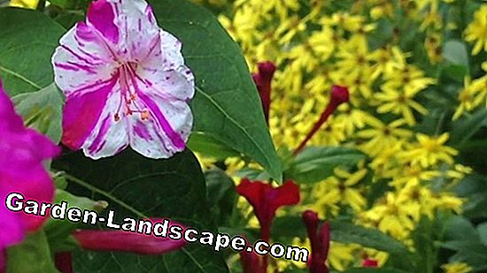 Wunderblume: Çiçeklenme çok yıllık bitkinin ekim ve bakımı