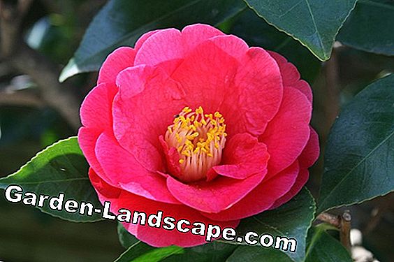 Camellia gubi pupoljke - uzroci i mogućnosti liječenja