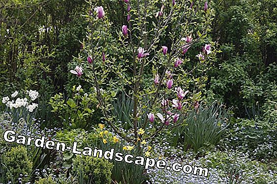 Magnolija tulipana: savjeti o lokaciji, zemljištu i njezi