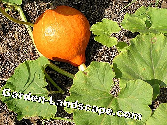 Uzgoj bundeve Hokkaido - sjetva, sadnja i njega