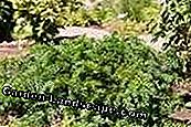 Tafeleibe - biljke, njegu i rez