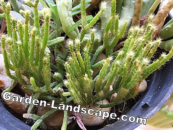 Hatiora salicornioides, Clubbane Cactus - Bakım İpuçları