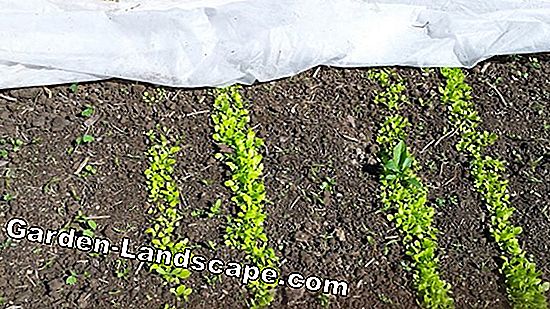 Uzgoj jeruzalemske artičoke u vrtu - sadnja i berba