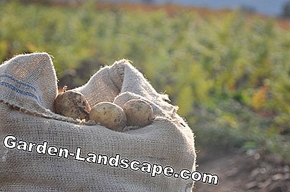Sjemenski krumpir: stare sorte + upute za sadnju i izvlačenje