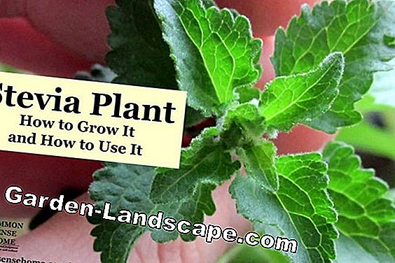 Grow Stevia - Így történt