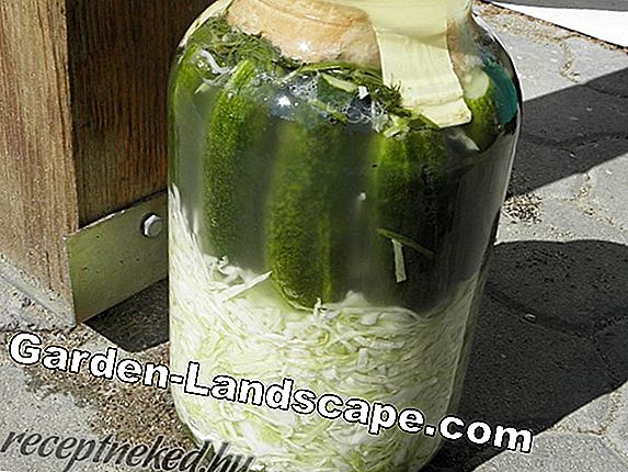 Uborka saláta recept - Gyors és egyszerű utánzás
