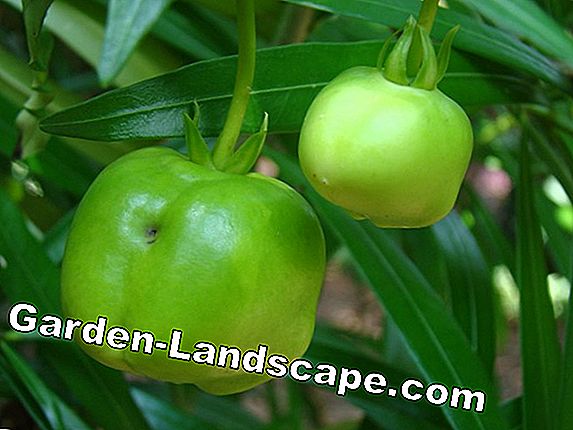 Oleander izplatās caur spraudeņiem / atzarojumiem - instrukcijas 7 soļos