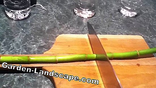 Lucky Bamboo, Lucky Bamboo - kopšanas padomi